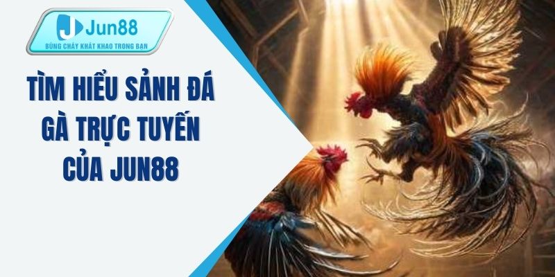 Tìm hiểu sảnh đá gà trực tuyến của JUN88